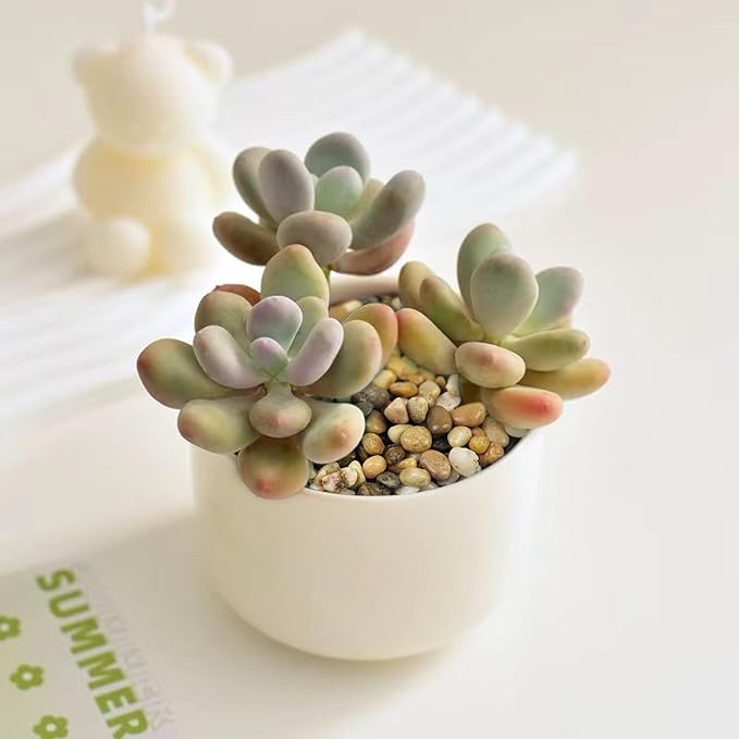 10 lbs Aquarium Pea Gravel, 3/8 Inch Polished Pebbles. Decorative Stones River Rocks for Succulent Soil Cover, Fish Yank, Vase and Outdoor Garden Landscaping