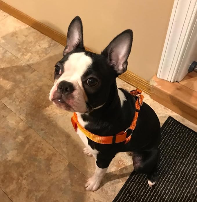 PUPTECK No Pull Dog Harness Soft Adjustable Basic Nylon Step in Puppy Vest Outdoor Walking with ID Tag Orange