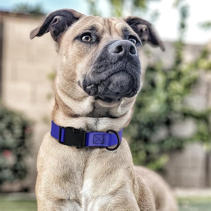 Dogline Biothane Waterproof Dog Collar with Quick Release Buckle Strong Coated Nylon Webbing with Odor- Proof for Easy Care Easy to Clean Fits Small Medium or Large Dogs, Royal Blue 3/4" W 12-19" L