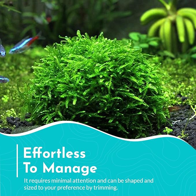 Aquarium Christmas Moss Vesicularia Portion Plant - All Natural & Organic Aquatic Plants - Absorbs Excess Nutrients - Long Lasting & Easy to Care Plants - Suitable for Summer & Winter