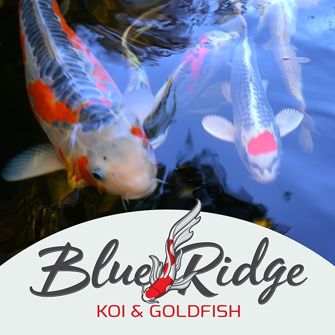 Blue Ridge Koi Fish Food 2lb - Koi Food Mini Growth Formula, Goldfish Food, Premium Fish Food for Ponds, Ponds Fish Food, Floating Pond Pellets