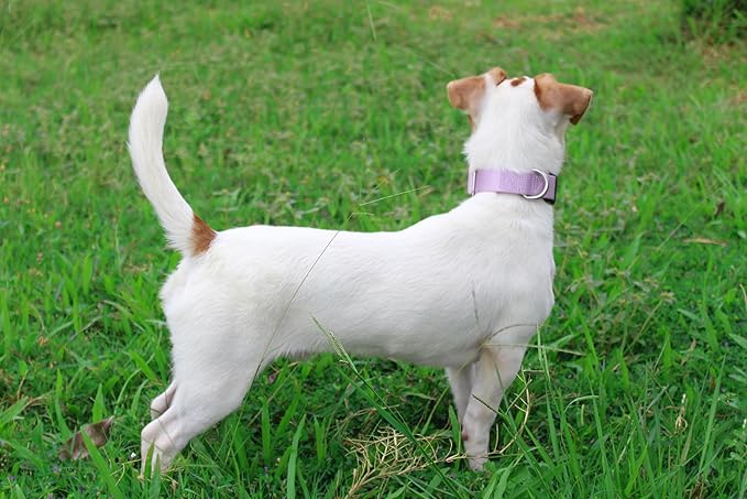 Mikivery Nylon Dog Collar with Quick Release Buckle Soft Adjustable Sturdy for Small Medium Large Dogs Violet,L
