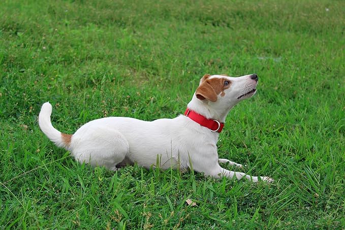 Mikivery Nylon Dog Collar with Quick Release Buckle Soft Adjustable Sturdy for Small Medium Large Dogs Red,M