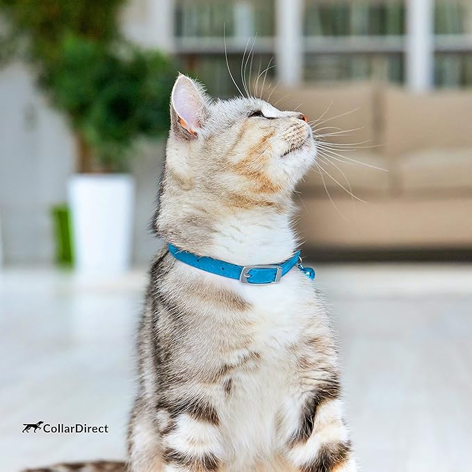 CollarDirect Leather Cat Collar, Kitten Collar with Removable Bell Black Blue Red Orange Lime Green (8-11 Inch, Light Blue)