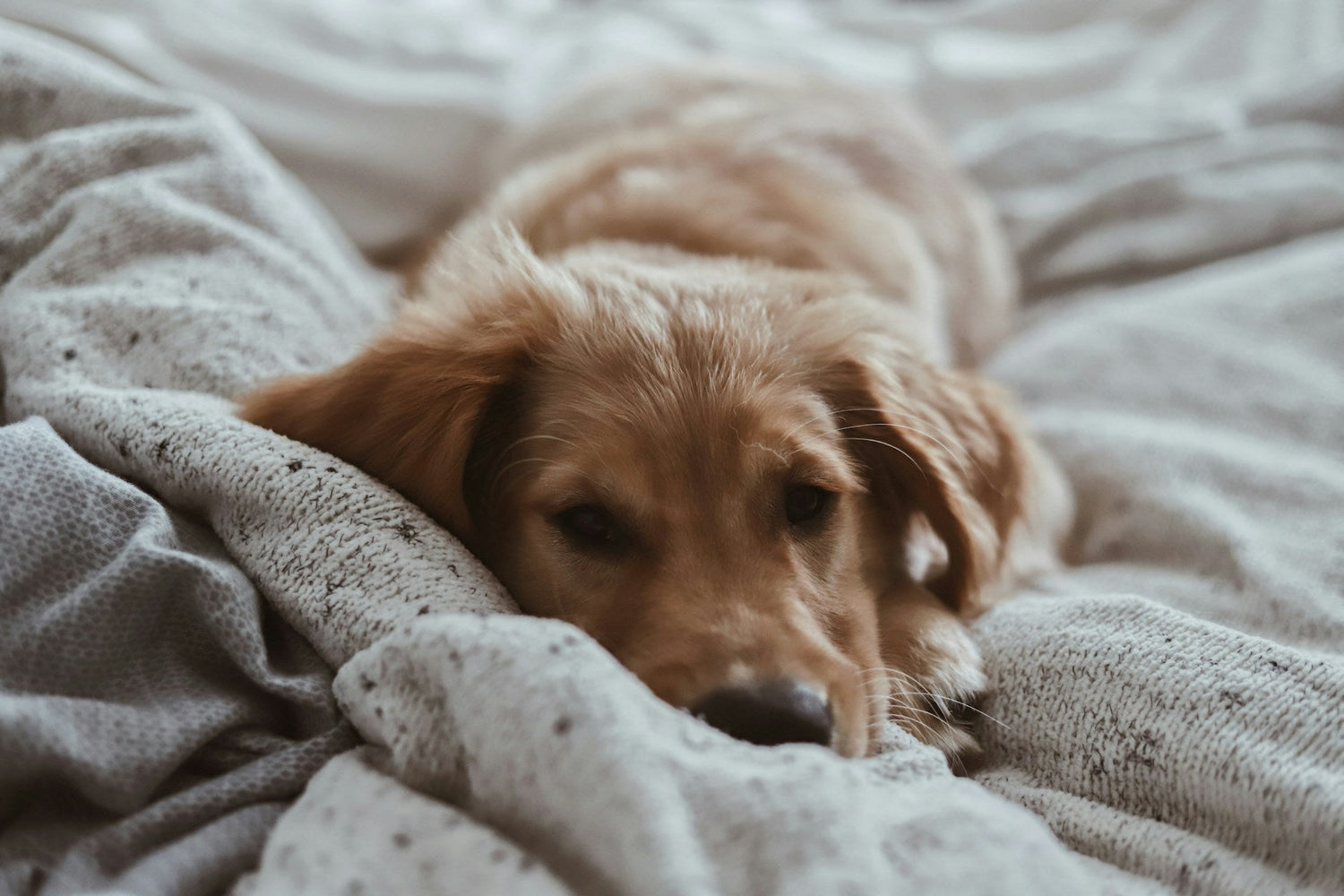 Cozy Beds & Blankets