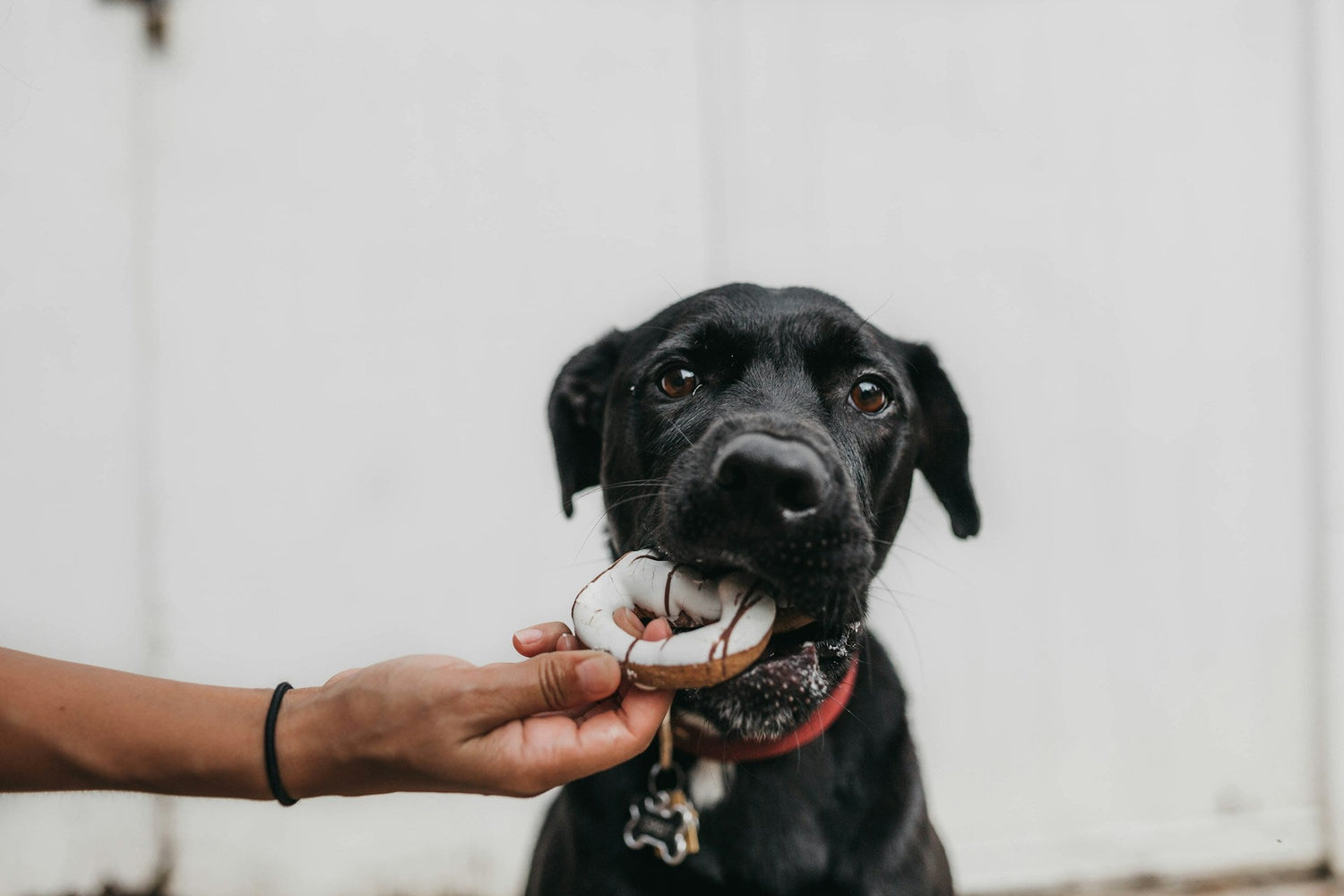 Healthy Bites & Treats