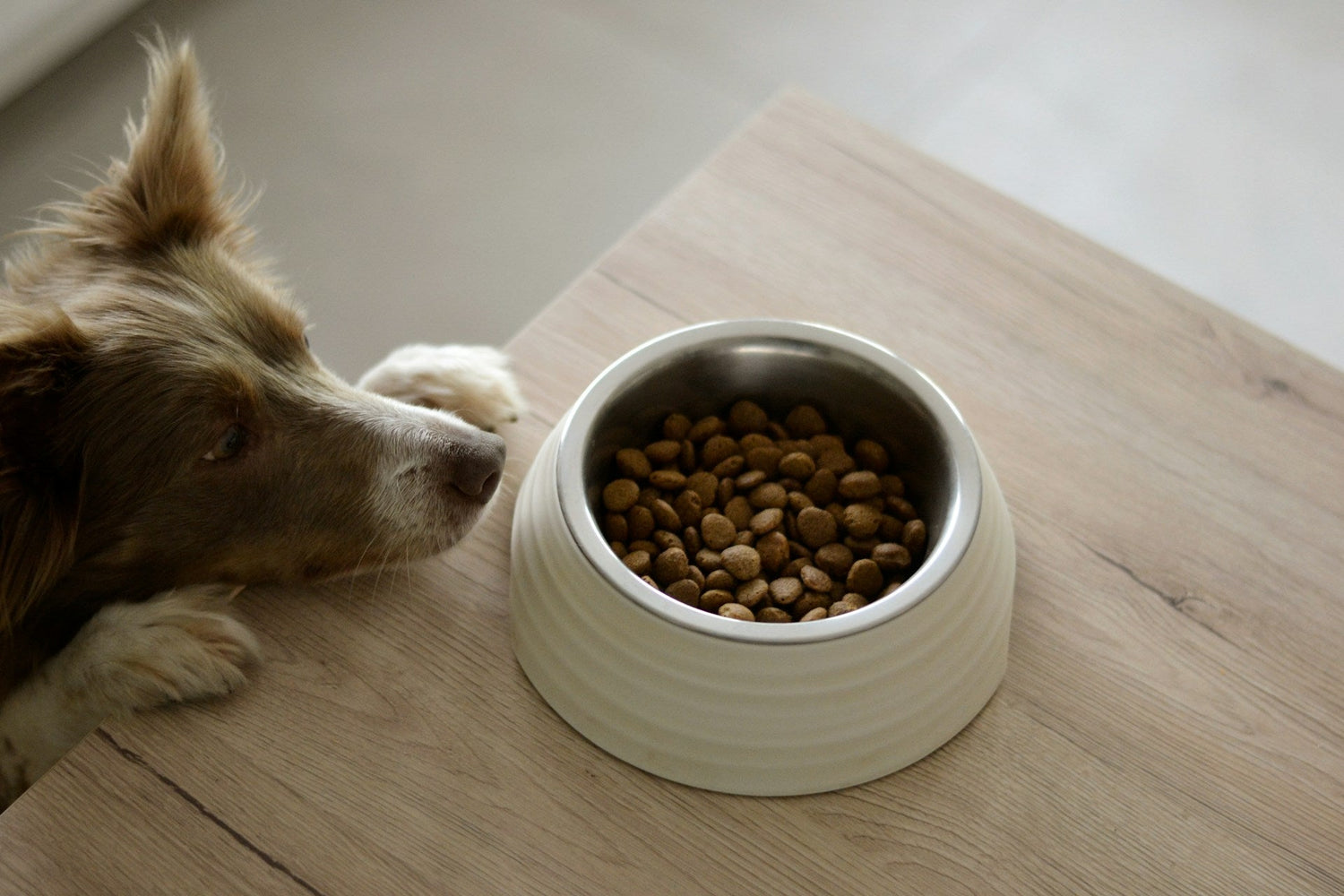 Premium Pet Food