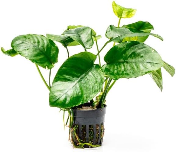 Anubias Live Aquarium Plants - Potted Freshwater Plant for Fish Tanks, Terrariums - Beginner Friendly Low Light (Barteri Wrinkle Leaf, 1 Pot)