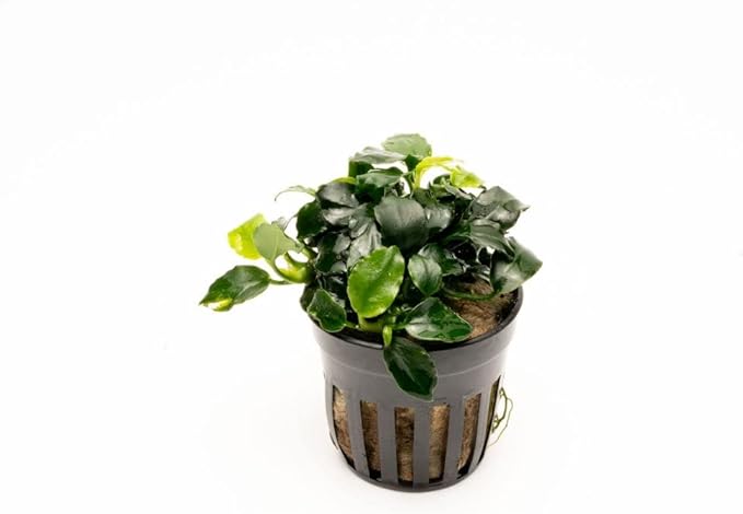 Anubias Live Aquarium Plants - Potted Freshwater Plant for Fish Tanks, Terrariums - Beginner Friendly Low Light (Barteri Dark Angel, 1 Pot)