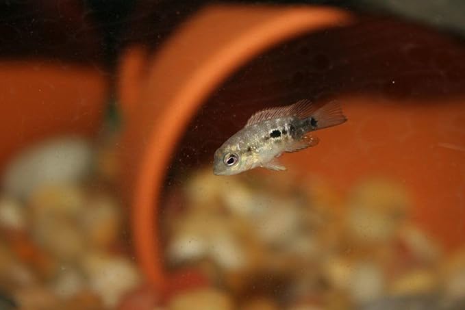 Aquatic Foods Inc. 6-Pack of Bloodworms, Brine Shrimp, Daphnia, Mysis Shrimp, Rotifers, Tubifex Powder & Bits for Freshwater Fish, Marines, Corals, Anemones, Baby Pond Fish…6 x SM Squeeze Bottles