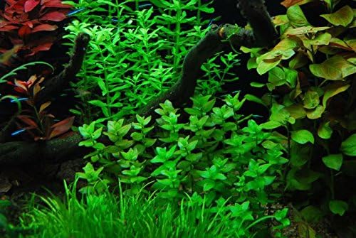 Bacopa Monnieri Moneywort Potted Live Aquarium Decorations Aquatic Plants for Fish Tank by Mainam