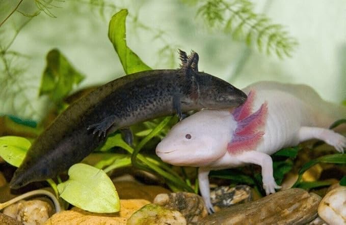 Aquatic Foods Inc. Axolotl Blackworm Pellets. 1mm-1/32 Sinking California Blackworm Micro Pellets for Baby Axolotl, Frogs, Shrimp, Salamanders, Newts, Snails…2-lbs 4oz Jar