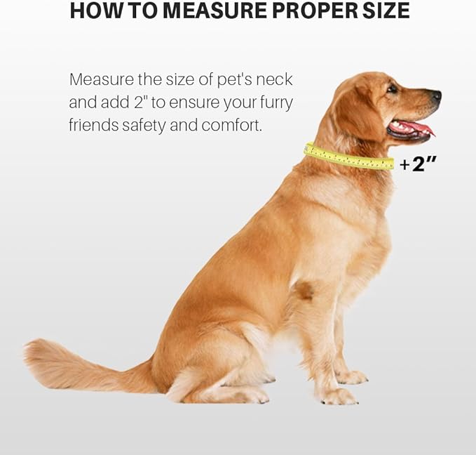 Hyhug Pets Classic Regular Dog Collar with Easy to Put On and Off Buckle. (Large, Lime Green)