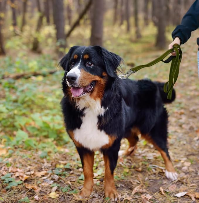 TwoEar 5FT 1IN Strong Green Dog Leash with 2 Padded Handles, Traffic Handle Extra Control, Comfortable Soft Dual Handle, Auto Lock Hook, Reflective Walking Lead for Small Medium and Large Dogs