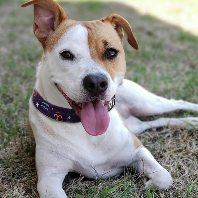 TSPRO Tactical Dog Collar 1.5 Inch Wide Thick Dog Collars with Heavy Duty Metal Buckle, Durable, Strong, Adjustable for Medium to Large Dogs (Constellation Purple L)