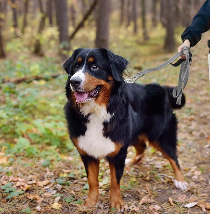 TwoEar 5FT 1IN Strong Gray Dog Leash with 2 Padded Handles, Traffic Handle Extra Control, Comfortable Soft Dual Handle, Auto Lock Hook, Reflective Walking Lead for Small Medium and Large Dogs