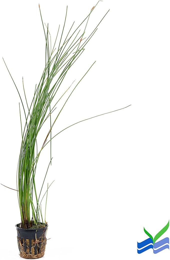 AQUARIUM PLANTS DISCOUNTS Potted Tall Hairgrass by AquaLeaf Aquatics - Easy Aquatic Live Plant