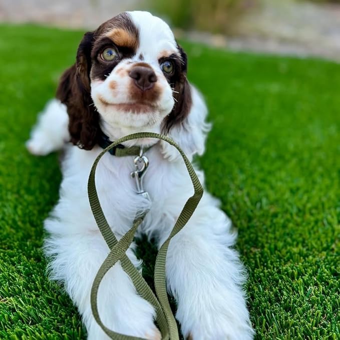 Blueberry Pet Essentials Medium Dog Collar in Military Green | Adjustable & Eco-Friendly Durable Nylon Strap | Classic Collar for Medium Dogs, Boy & Girl Pets