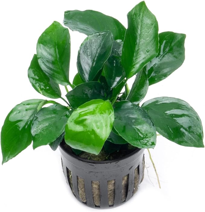Anubias Live Aquarium Plants - Potted Freshwater Plant for Fish Tanks, Terrariums - Beginner Friendly Low Light (Barteri Broad Leaf, 1 Pot)