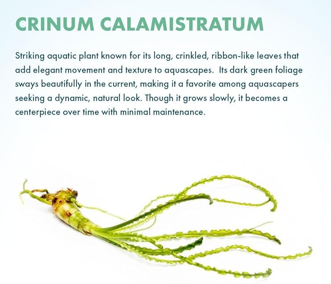 Crinum Calamistratum Live Aquarium Plant – African Onion Plant, Slow-Growing Freshwater Aquatic w/Curly Green Leaves for Planted Tanks, Background or Midground Tank Placement - Bulb