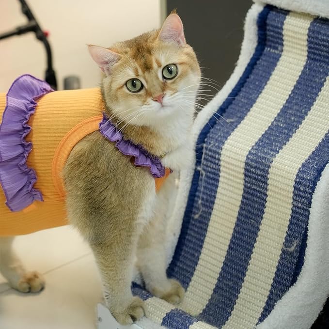 Cat Recovery Suit,Kitten Onesie After Surgery,E-Collar Alternative for Abdominal Wound and Skin Diseases,Soft Breathable Bodysuit After Spay（Orange-m）