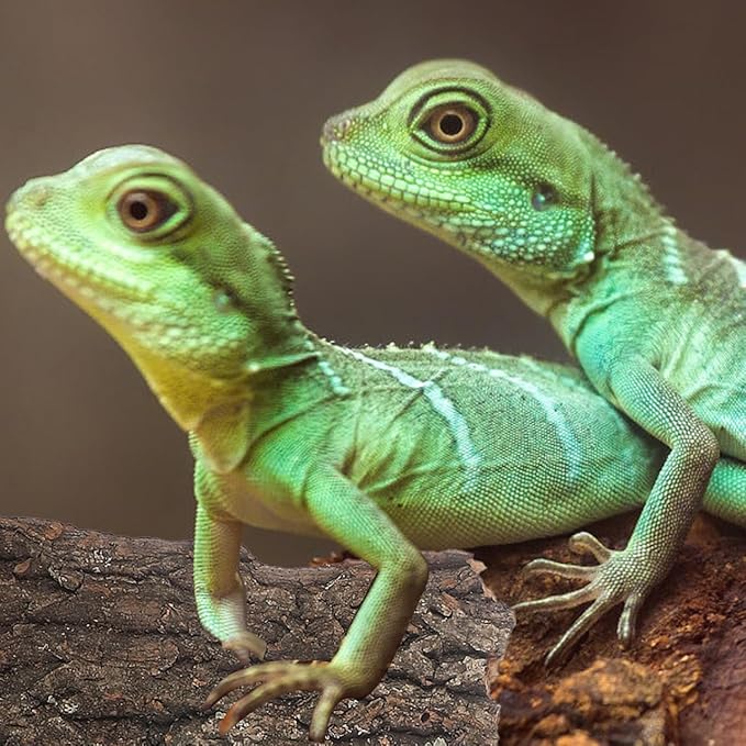 Amosfun 4pcs Reptile Bark Cork Wood Bark Decor Cork Flat Bedding for Bearded Dragon Lizard Geckos Tortoise, Random Size 3.2 to 5.5Inch