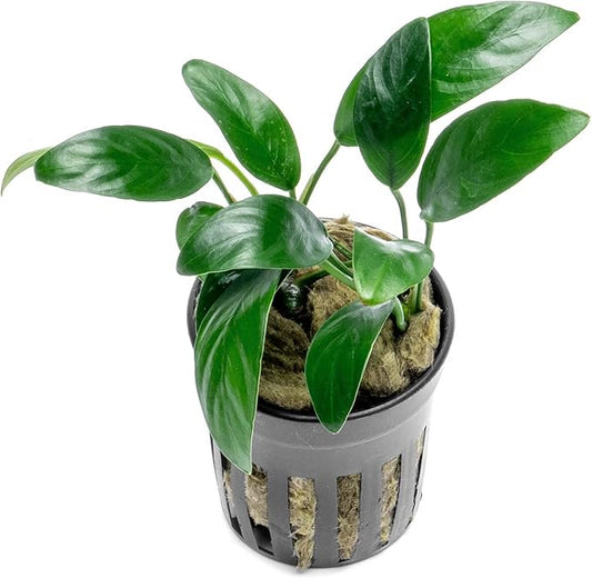 Anubias Live Aquarium Plants - Potted Freshwater Plant for Fish Tanks, Terrariums - Beginner Friendly Low Light (Congensis Mini, 1 Pot)