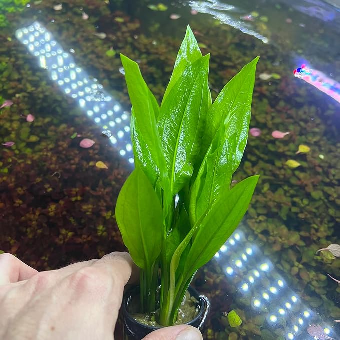 Amazon Sword Echinodorus Bleheri Live Plant for Freshwater Aquariums, Natural Fish Tank Decorations, and Aquatic Decor (3 Pots (6-9 Plants))
