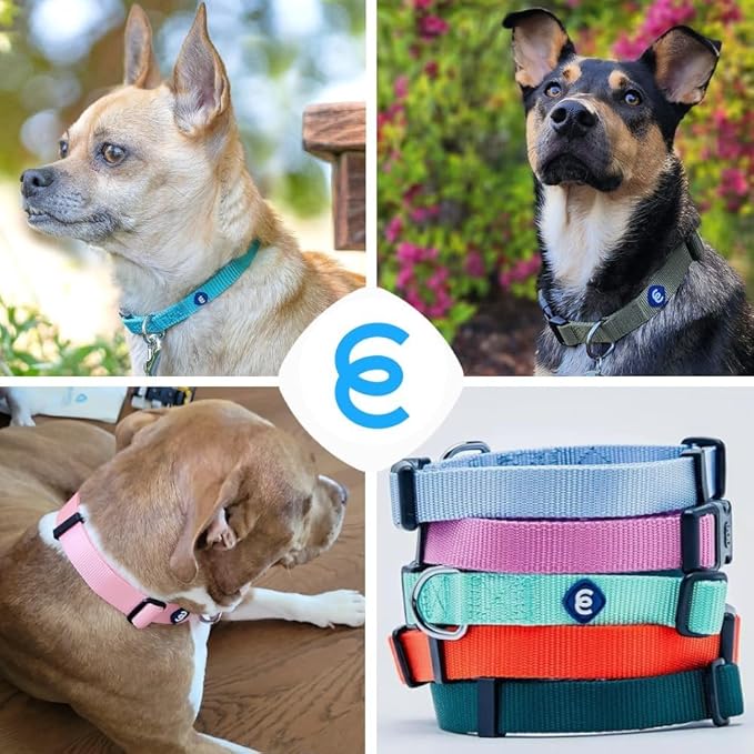 Blueberry Pet Essentials Large Dog Collar in Turquoise | Adjustable & Eco-Friendly Durable Nylon Strap | Classic Collar for Large Dogs, Boy & Girl Pets