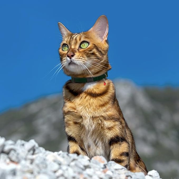 Breakaway Cat Collar Leather with Removable Bell - 13 Colors Available - Soft Adjustable Girl Boy Safety Lightweight Pet Kitten Collars Pink Brown Blue Green Red Orange Black (Emerald)