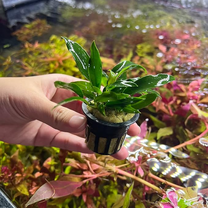 Anubias Live Aquarium Plants - Potted Freshwater Plant for Fish Tanks, Terrariums - Beginner Friendly Low Light (Chili Jalapeno, 1 Pot)