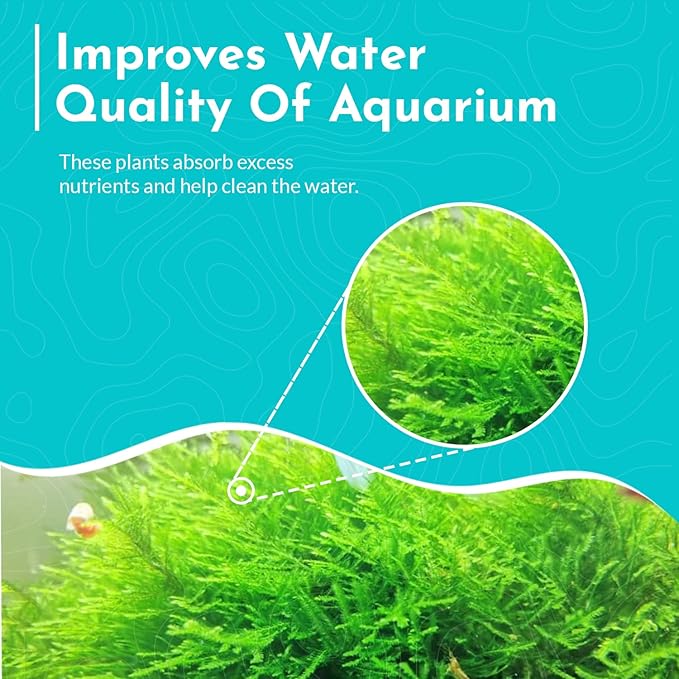 Aquarium Christmas Moss Vesicularia Portion Plant - All Natural & Organic Aquatic Plants - Absorbs Excess Nutrients - Long Lasting & Easy to Care Plants - Suitable for Summer & Winter
