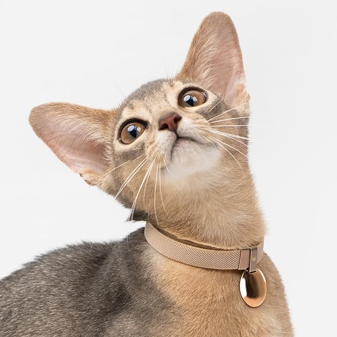 Safety Cat Collar - U.S. IDA Gold Awarding Design, Elastic Quick Release, Non Breakaway - Lightweight for Kitten, Neck Fit 5.9'-11.8' for All Small Large Cat,S(Sunshine)