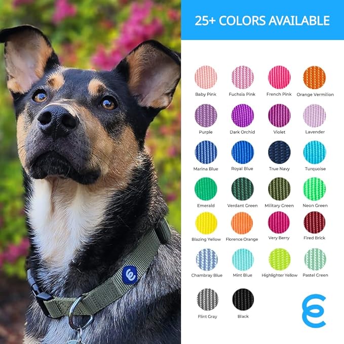 Blueberry Pet Essentials X-Small Dog Collar in Dark Orchid | Adjustable & Eco-Friendly Durable Nylon Strap | Classic Collar for X-Small Dogs, Boy & Girl Pets