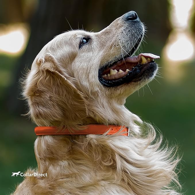 CollarDirect Rolled Leather Dog Collar, Soft Padded Round Puppy Collar, Handmade Genuine Leather Collar Dog Small Large Cat Collars 13 Colors (6-7 Inch, Orange Textured)