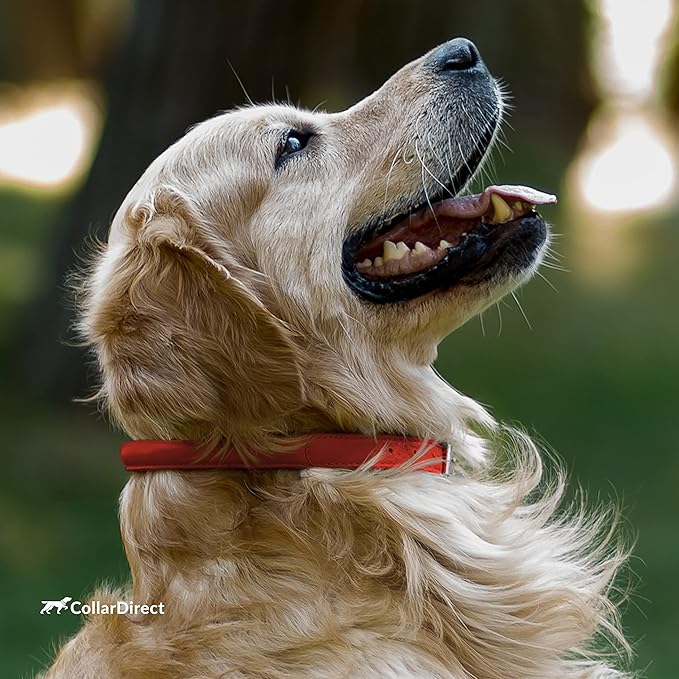 CollarDirect Rolled Leather Dog Collar, Soft Padded Round Puppy Collar, Handmade Genuine Leather Collar Dog Small Large Cat Collars 13 Colors (8-11 Inch, Red Textured)