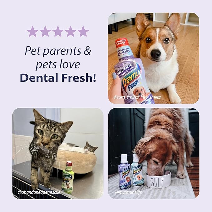 Dental Fresh Advanced Plaque and Tartar Water Additive, 32oz – Dog Teeth Cleaning Formula to Freshen Breath and Improve Cat & Dog Dental Care