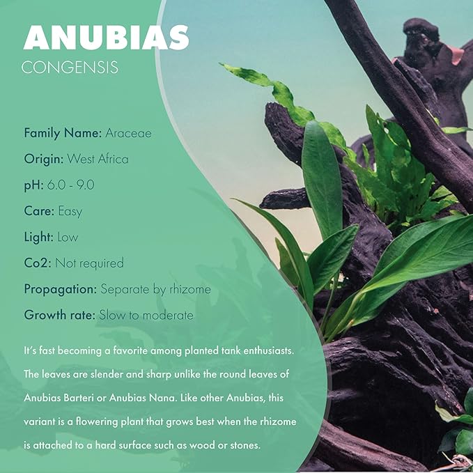 Anubias Live Aquarium Plants - Potted Freshwater Plant for Fish Tanks, Terrariums - Beginner Friendly Low Light (Congensis, Mother Plant)