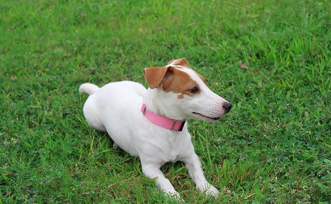Mikivery Nylon Dog Collar with Quick Release Buckle Soft Adjustable Sturdy for Small Medium Large Dogs Pink,M