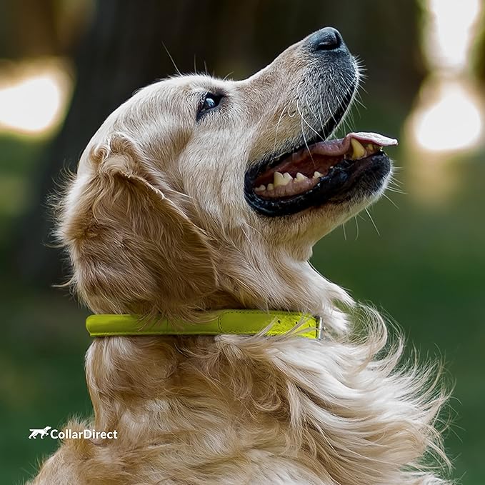 CollarDirect Rolled Leather Dog Collar, Soft Padded Round Puppy Collar, Handmade Genuine Leather Collar Dog Small Large Cat Collars 13 Colors (15-19 Inch, Lime Green Textured)