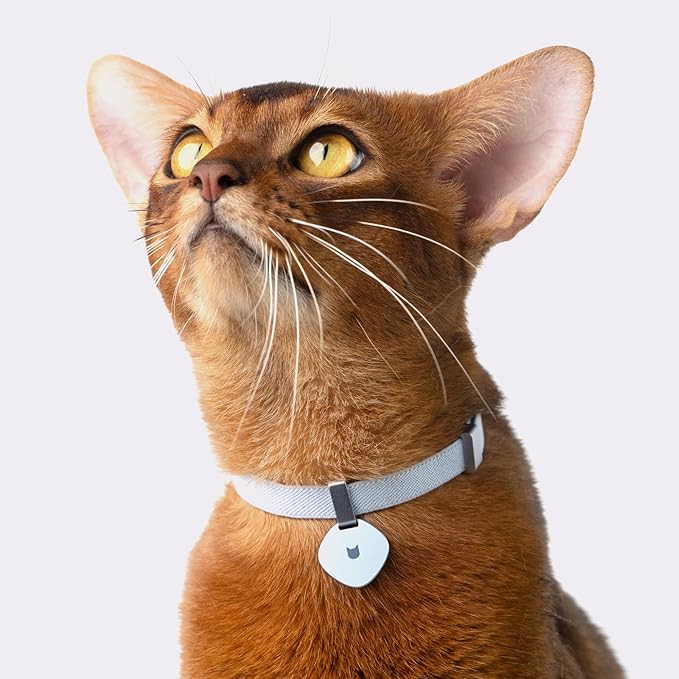 Safety Cat Collar Pro, Lightweight Elastic Release Non Breakaway Cat Collar Adjustable with Snap Fastener for Kitten All Small Large Cats, US IDA Gold Award (Burgundy, M 7.9-15.7")