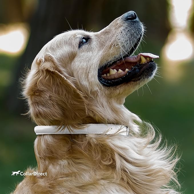 CollarDirect Rolled Leather Dog Collar, Soft Padded Round Puppy Collar, Handmade Genuine Leather Collar Dog Small Large Cat Collars 13 Colors (13-16 Inch, White Textured)