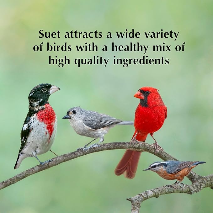 C&S Cranberry Delight No Melt Suet Dough 11.75 Ounces 8 Pack