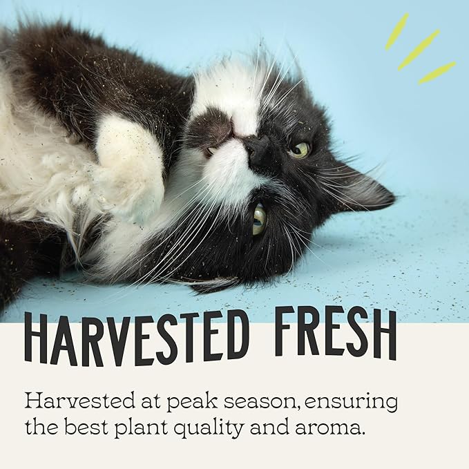 Catnip, All Natural Premium Catnip (8 oz Fine Cut)