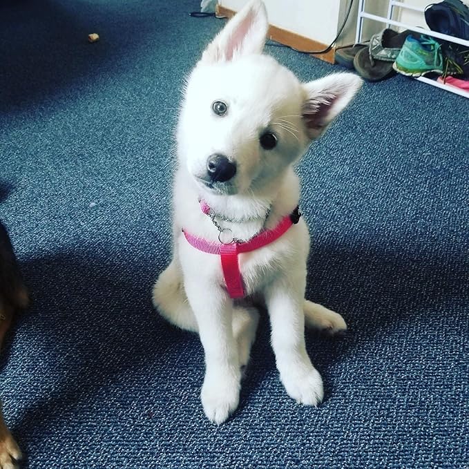 PUPTECK No Pull Dog Harness Soft Adjustable Basic Nylon Step in Puppy Vest Outdoor Walking with ID Tag X-Small DeepPink