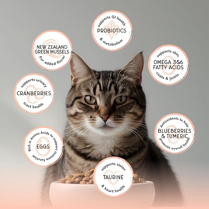 Blackwood Bounty Dry Cat Food, Salmon & Rainbow Trout Recipe for All Life Stages, 2 Pound Bag, High Protein, Grain Free