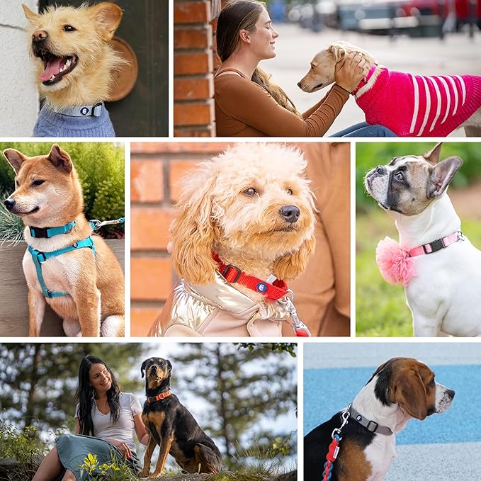 Blueberry Pet X-Small Dog Collar | Girl Dog Collars | Female Dog Collar XS | Quick Release Dog Collar | Fired Brick Nylon Dog Collar for Girl, Collar for Small Dogs