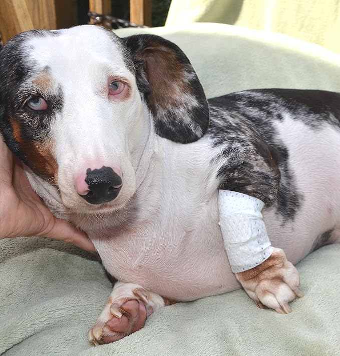 Basic Leg Bandages for Dogs, Cats, Pets -First- aid Non Adhesive Fur Friendly, Soft Stretch Wound Care, hot Spots, Fungus, Adjustable Fastening Strap Value Pack (LG/XL 20-Pack)