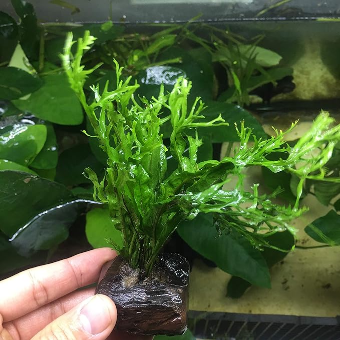 Anubias, Java Fern, Moss and more! Freshwater Live Aquarium Plants on Driftwood for Aquatic Tropical Fish Tank Decorations - Easy for Beginner by Greenpro (Java Fern Windelov)
